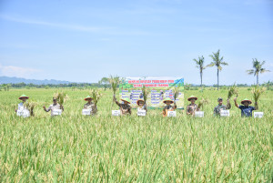 Bupati Kebumen Panen Raya Padi dengan Sistem Corporate Farming