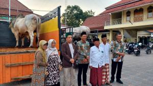 Pemkab Kebumen dapat Bantuan Satu Ekor Sapi dari Presiden, Berat 950 Kg