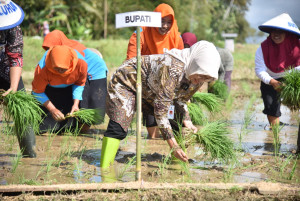 Bupati Kebumen Tinjau MT III di Desa Purwosari, Dorong Kolaborasi Petani Lewat Corporate Farming