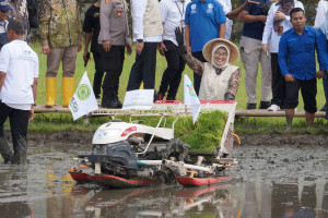 Muhammadiyah Luncurkan Varietas Padi Mentari: Perkuat Ketahanan Pangan Nasional