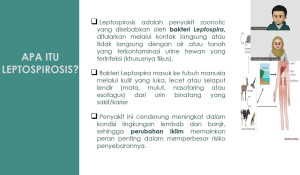 Ancaman Leptospirosis Mengintai di Musim Hujan, Hindari Gunakan Air Tampungan